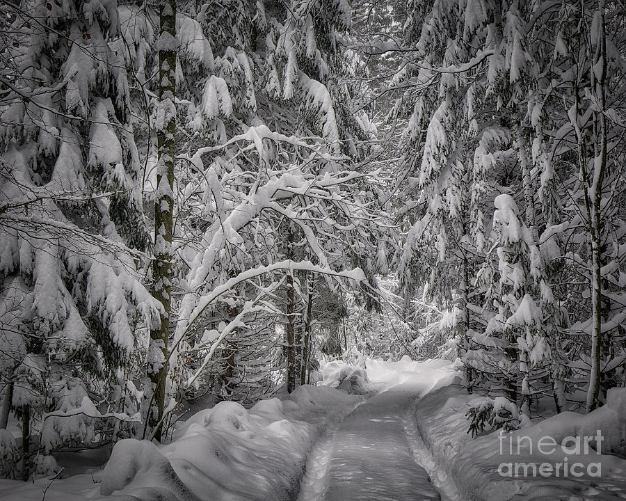 Winter in the Forest Photograph by Edmund Nagele FRPS