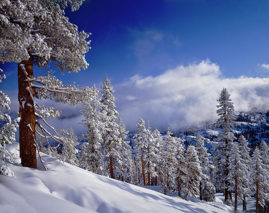 Winter In The High Sierra Mountains Photograph by Ron thomas
