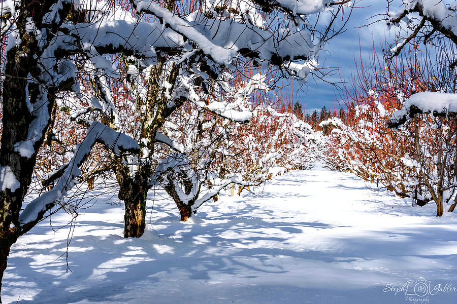 Winter in the Orchards Photograph by Steph Gabler