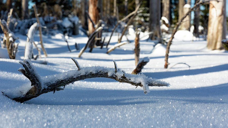 Winter In The Upper Harz Photograph