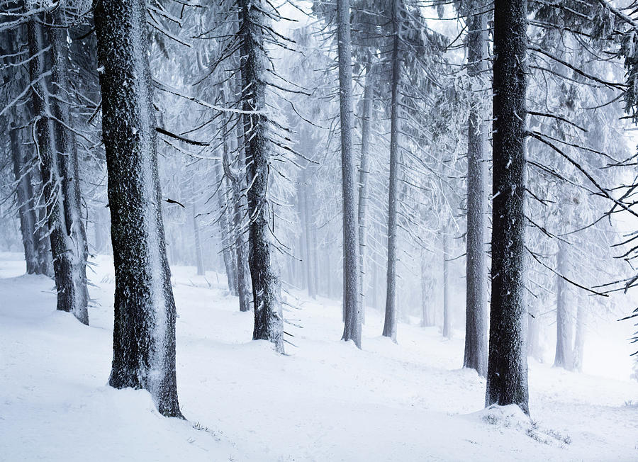 Winter In Wood Photograph by Yourapechkin