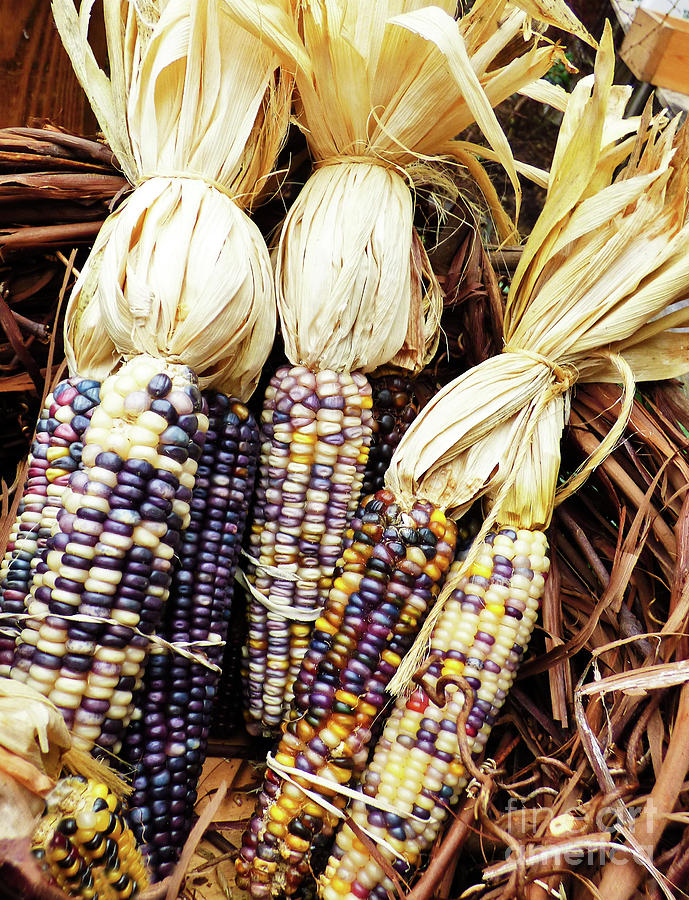 Winter Indian Corn Photograph