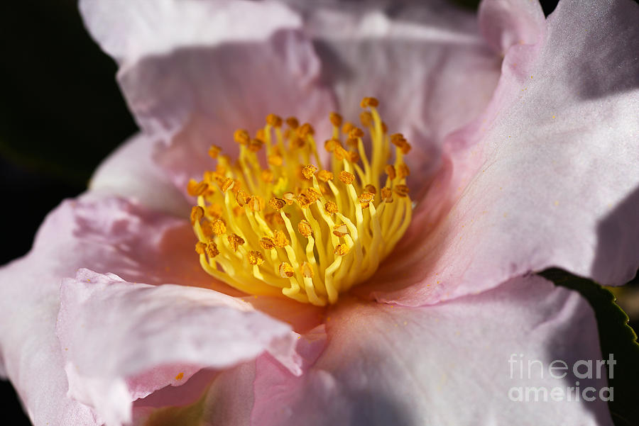 Winter Is Camellias Photograph by Joy Watson