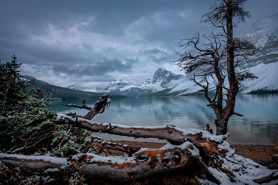 Winter is Coming Bow Lake Photograph by Dan Jurak