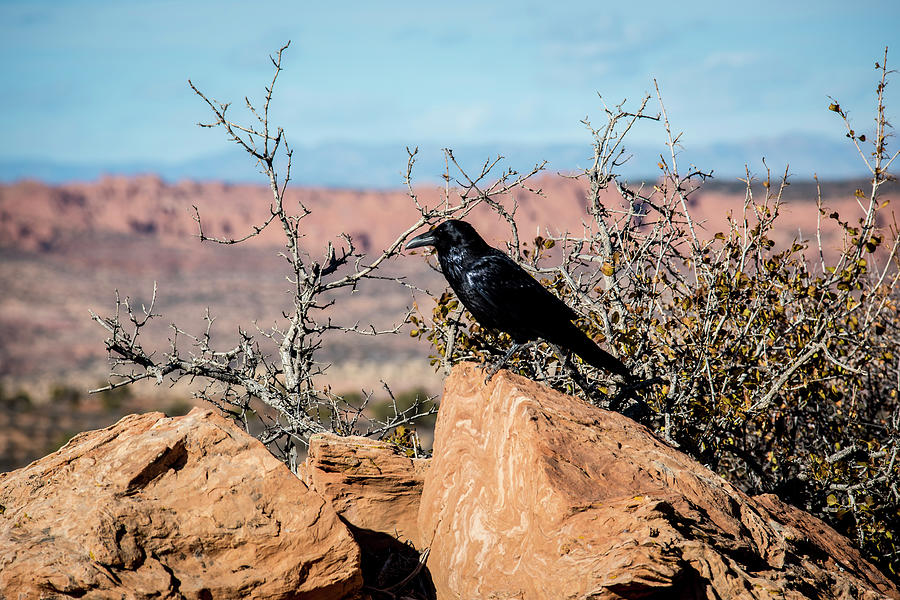 Raven Photograph - Black Raven by David Morefield
