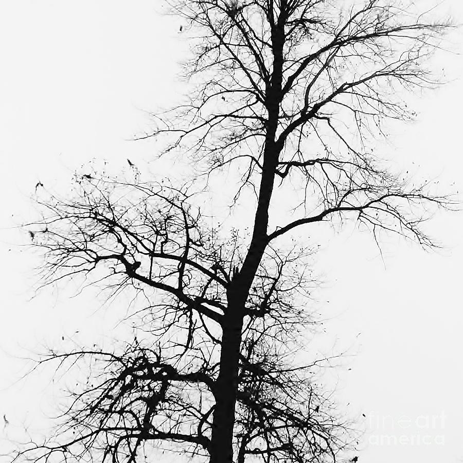 Winter by Jeni Gray Winter by Jeni Gray