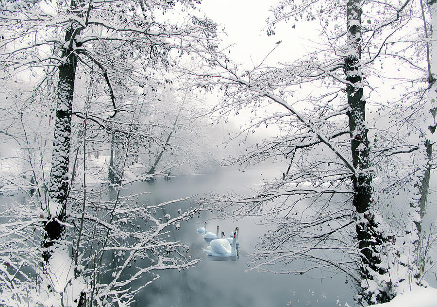 Winter Photograph - Winter Journey by Jessica Jenney