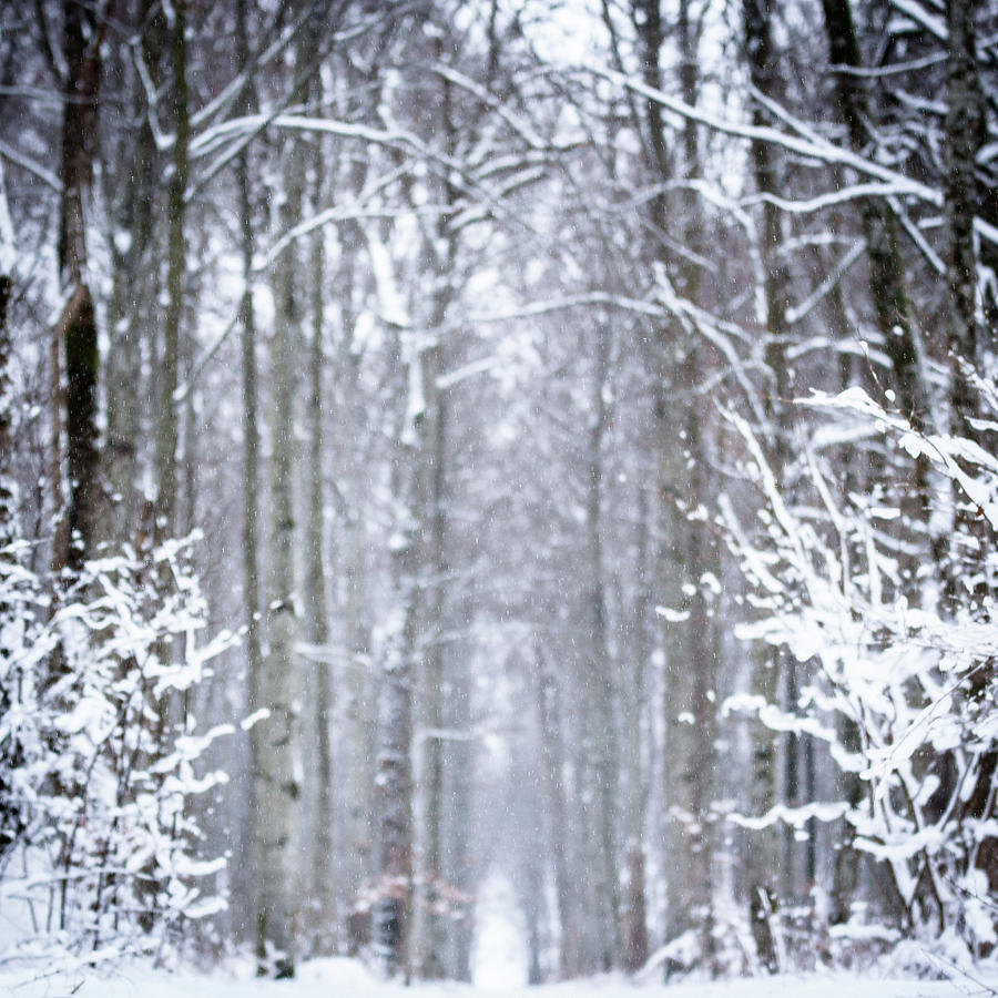 Winter Photograph by ©kairek
