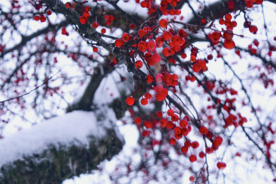 Winter King Hawthorn in Snow Storm Photograph by Sandy Moulder