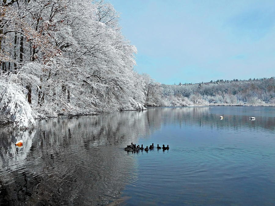 Winter Lake and American Coots Photograph by Lyuba Filatova