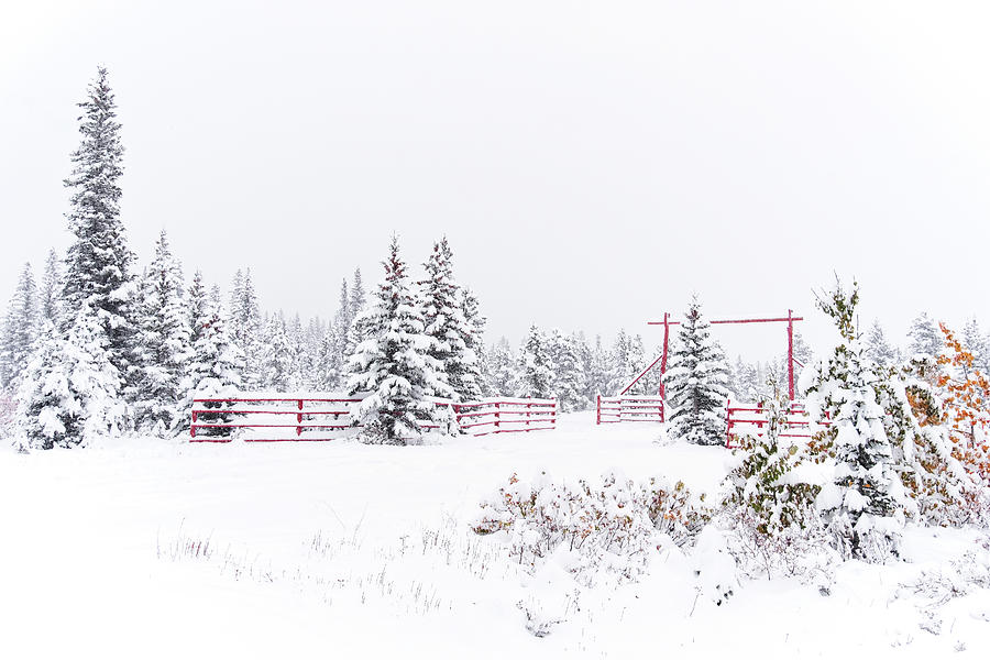 Winter Landscape Photograph by Catherine Reading