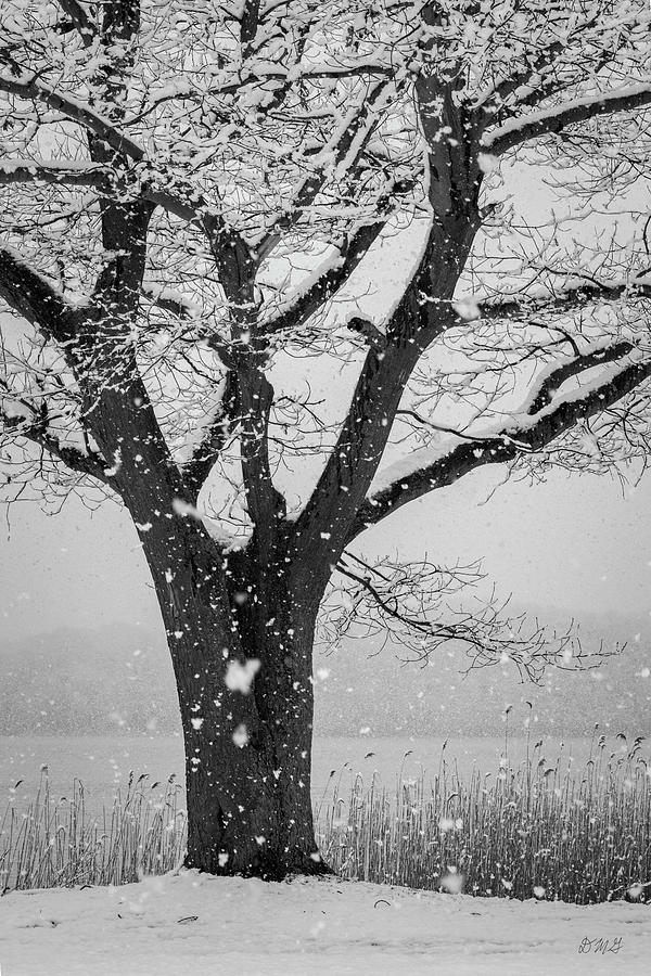 Winter Landscape IX BW Photograph by David Gordon