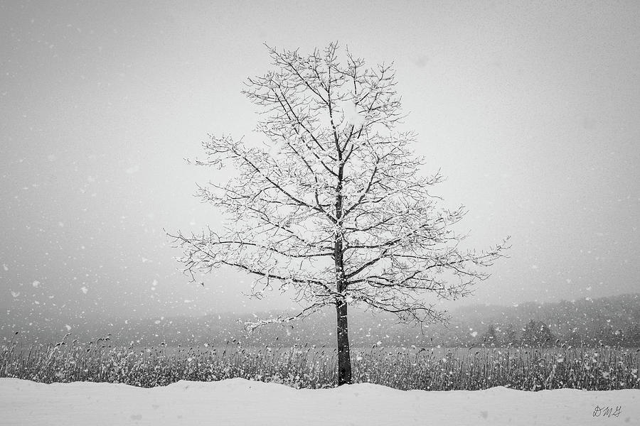 Winter Landscape VII BW Photograph by David Gordon