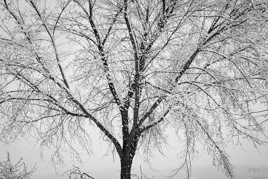 Winter Landscape VIII BW Photograph by David Gordon