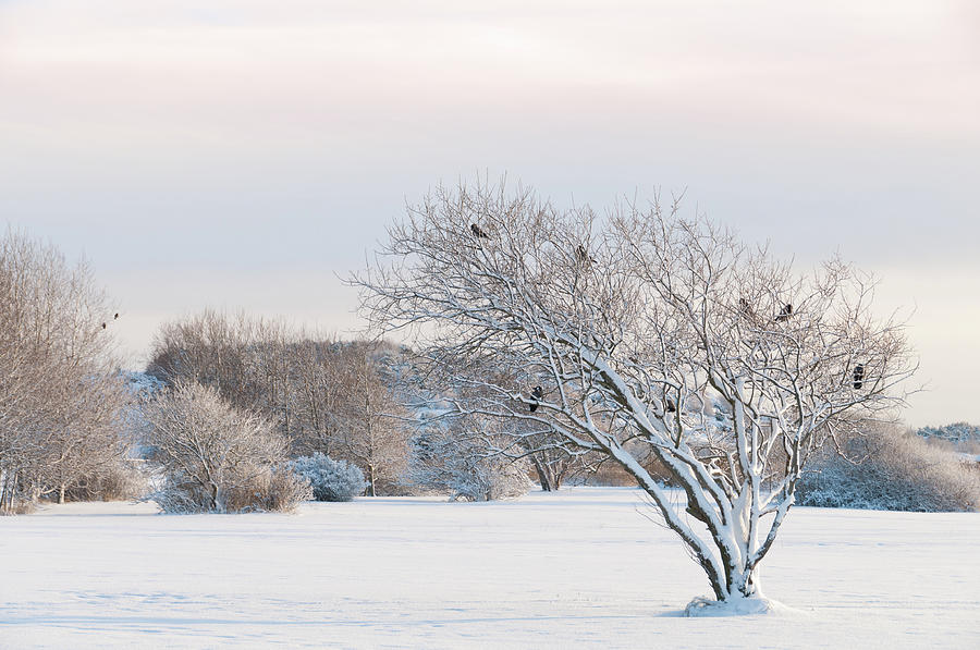 Nature Photograph - Winter Landscape With Crows by Martin Wahlborg