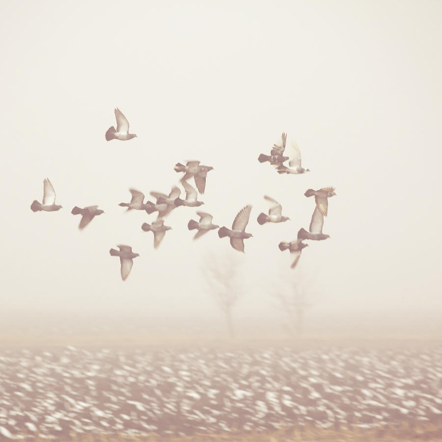 Winter Landscape With Flying Pigeons Photograph by Halfoto.hu