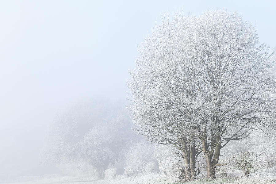 Norfolk winter landscape with frozen trees and fog Photograph by Simon Bratt