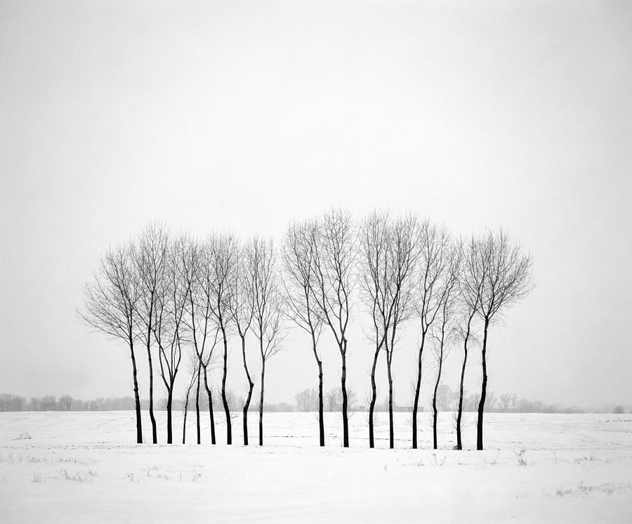 Winter Landscape With Trees Photograph by Piotr Ciesla