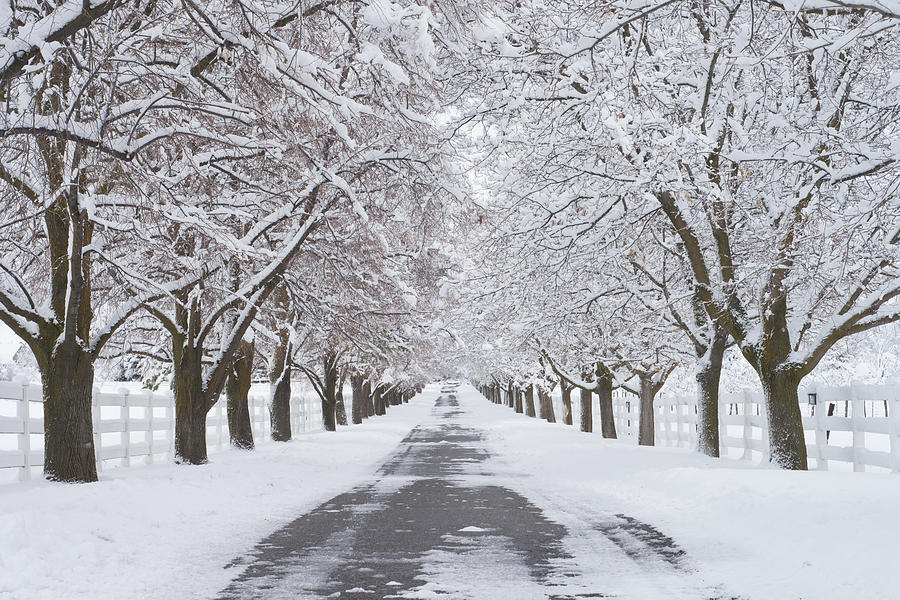 Winter Lane Photograph by Denise Hines - Fine Art America