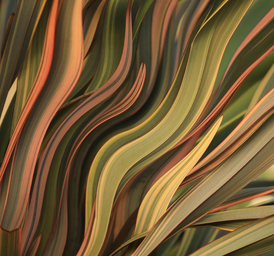Winter Leaves, Abstractly Photograph by Robin Wechsler