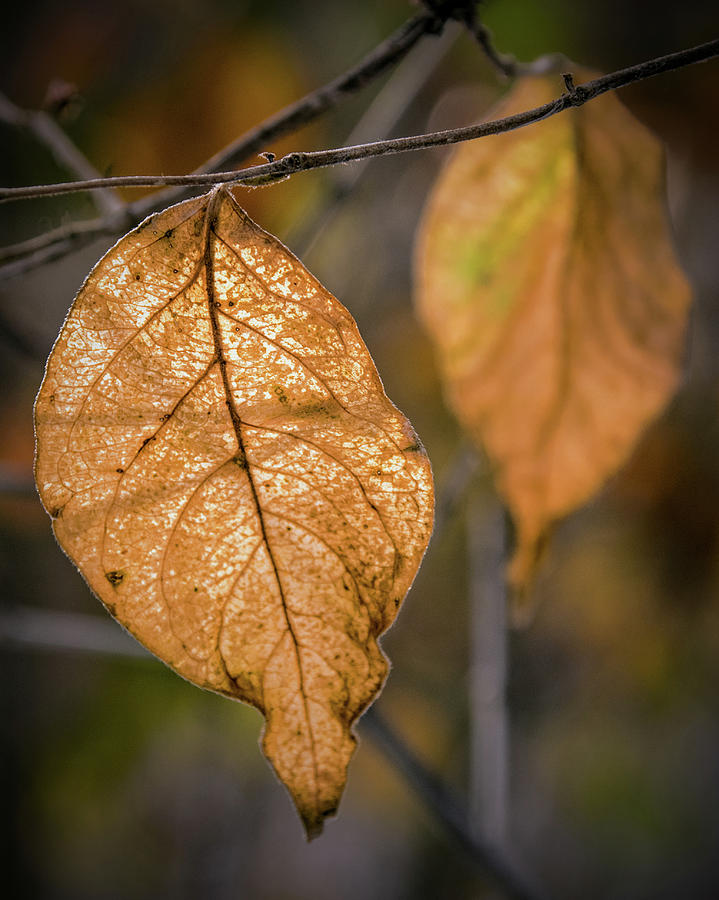 Winter Leaves Photograph by Ira Marcus