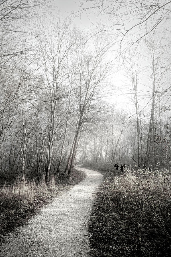Winter Light in Black and White Photograph by Debra and Dave Vanderlaan