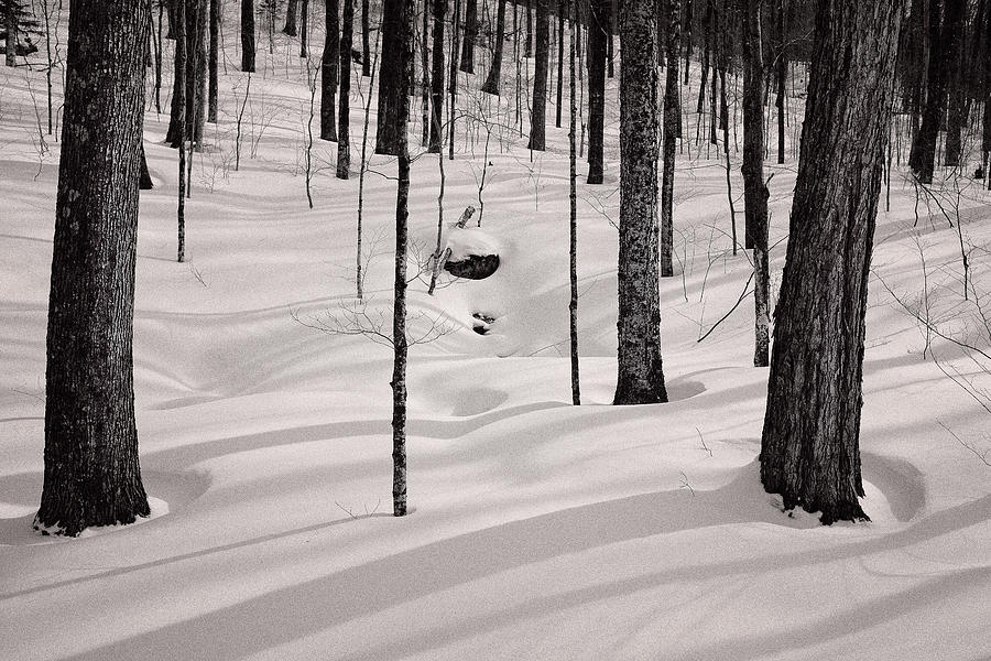 Winter Light In The Forest Photograph by Jeff Sinon