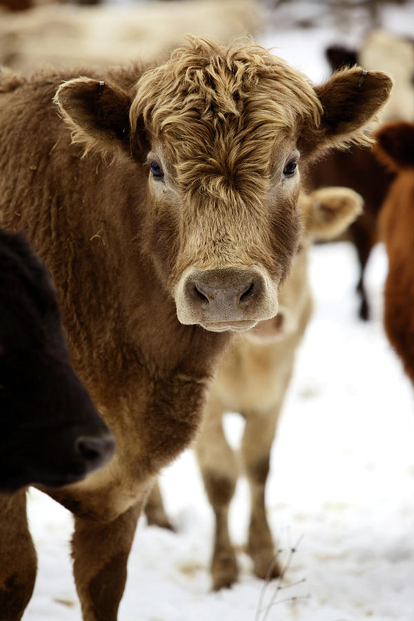 Winter Photograph - Winter Livestock Cattle Series by Eyecrave