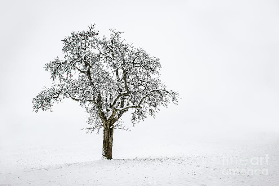 Winter, lone snow covered tree in a snowy field Photograph by Ulrich Wende