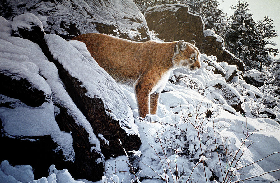 Winter Lookout- Cougar Painting by Ron Parker