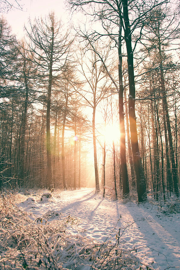 Winter Magic Photograph by Andrea Kamal