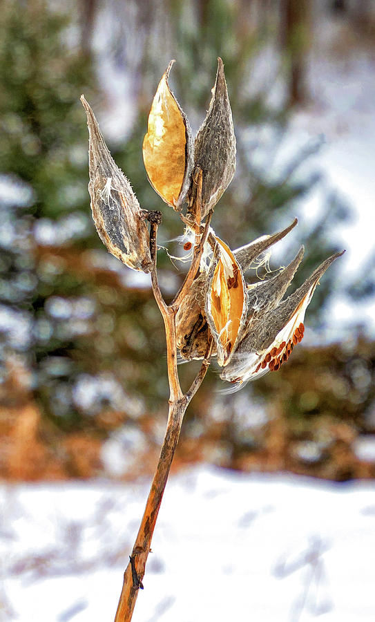 Winter Milkweed 6 Crop Photograph