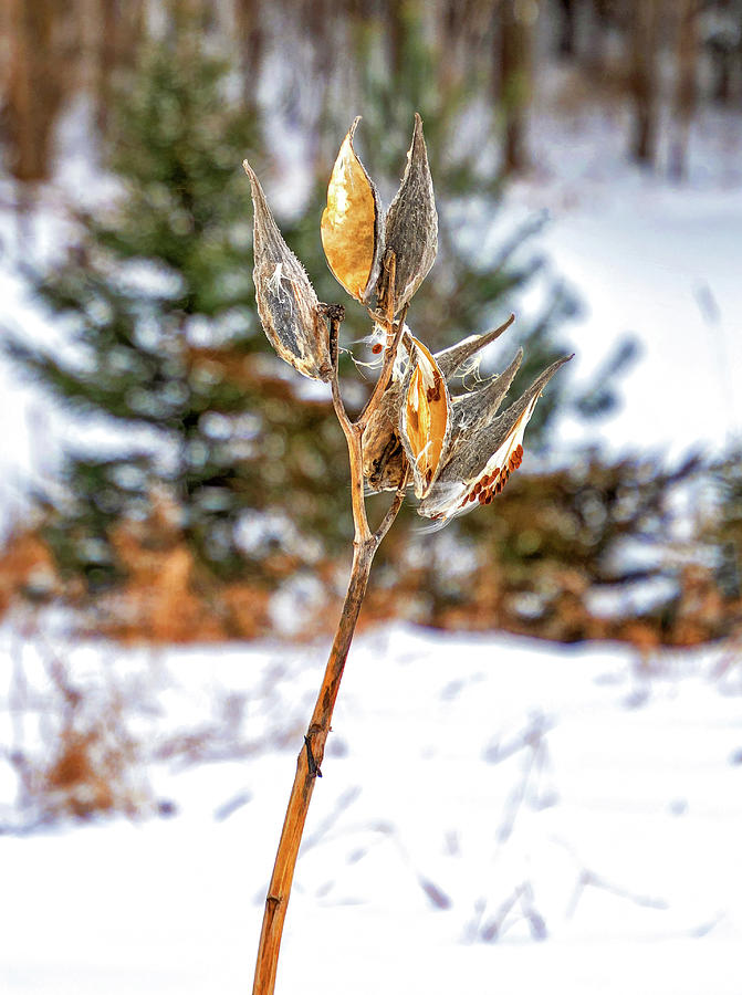 Winter Milkweed 6 Photograph