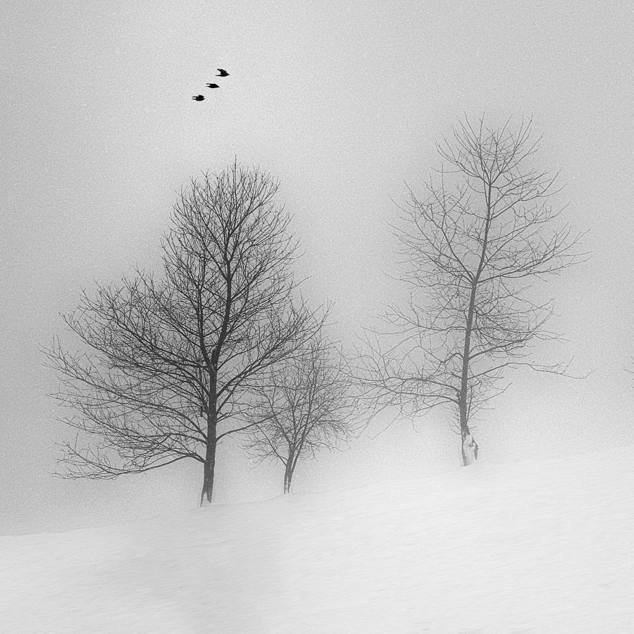Winter Mood Photograph by Marchevca Bogdan