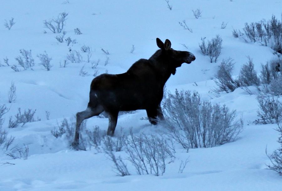 Winter Moose Photograph by Marta Pawlowski