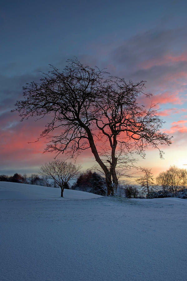 Winter Morning Photograph by Alan Cosh