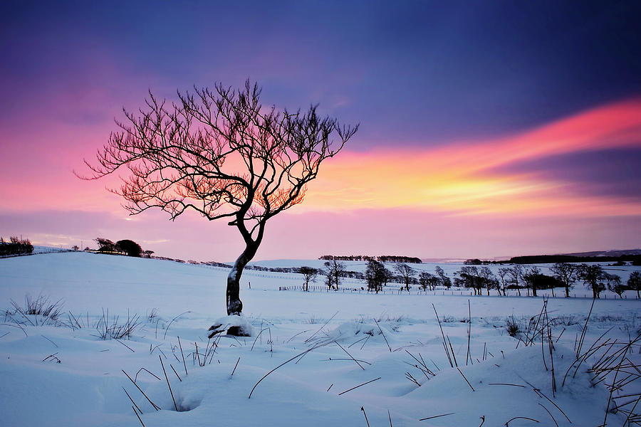 Winter Morning Tree Photograph by Stuart Stevenson Photography