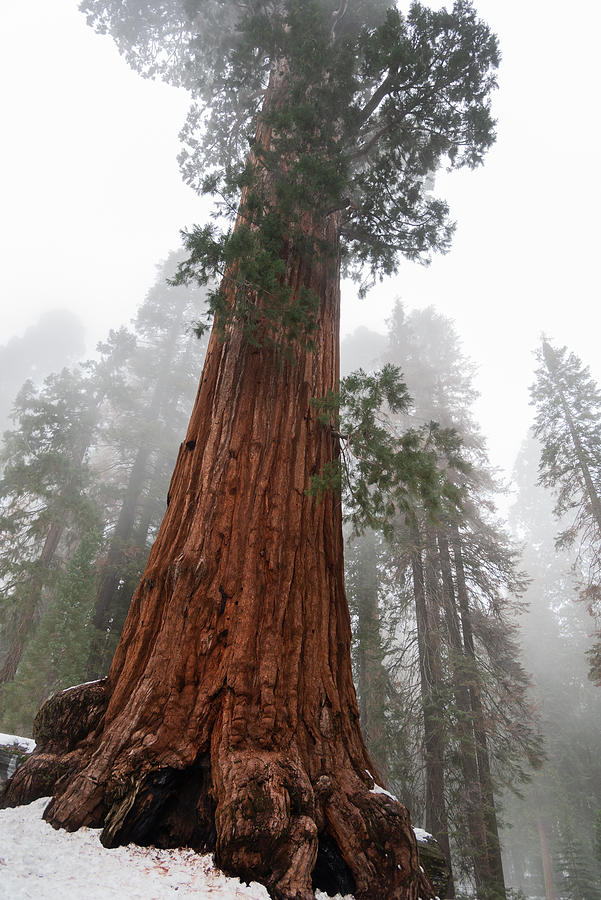 Tree Photograph - Winter Morning With The Giant Redwood Tree by Syed Iqbal