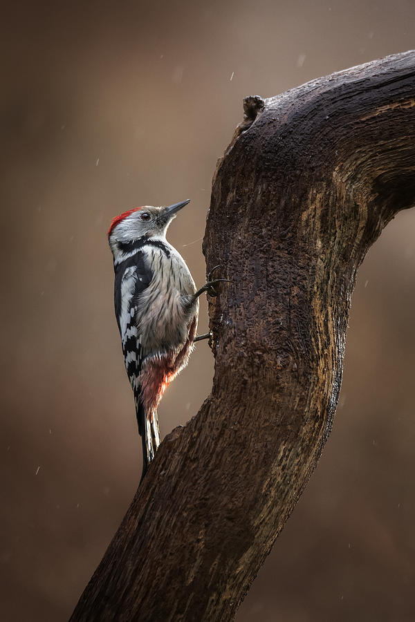 Wildlife Photograph - Winter Morning Woodpecker by Kieran O Mahony