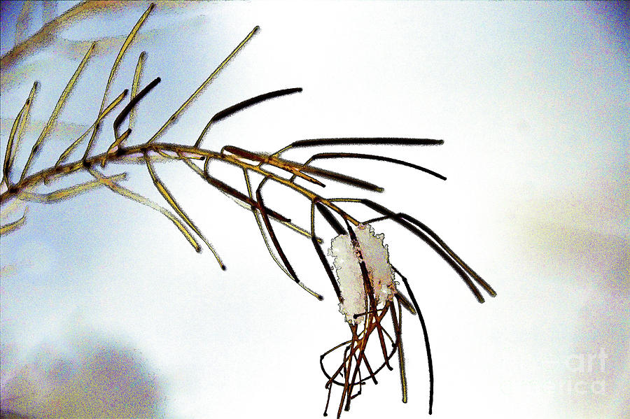 Winter Needles by Roland Stanke Winter Needles by Roland Stanke