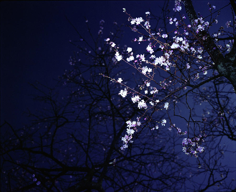 Winter Night Cherry Blossoms Photograph By Taken By Toshiaki Iwahori