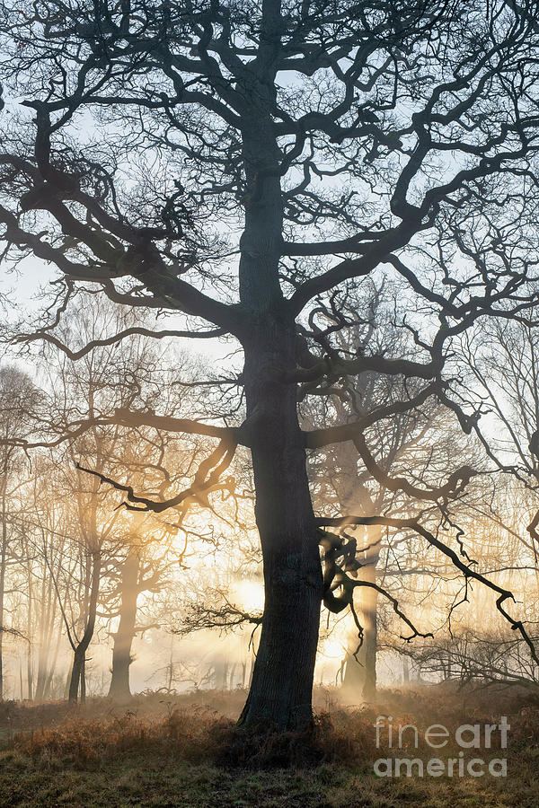 Nature Photograph - Winter Oak Mist and Sunrays by Tim Gainey