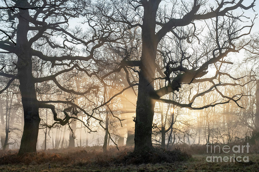 Winter Oaks Mist and Sun Photograph by Tim Gainey
