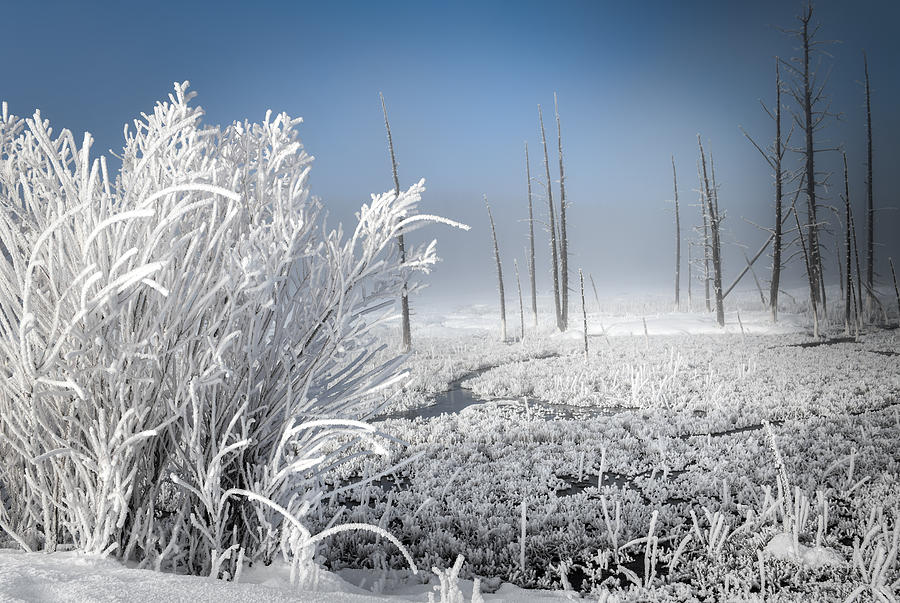 Winter Of Wonderland Photograph by Karen Wiles