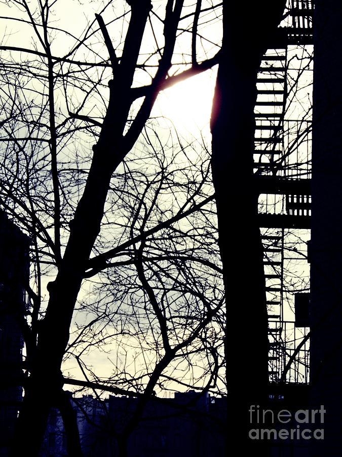 Tree Photograph - Winter on Overlook Terrace by Sarah Loft