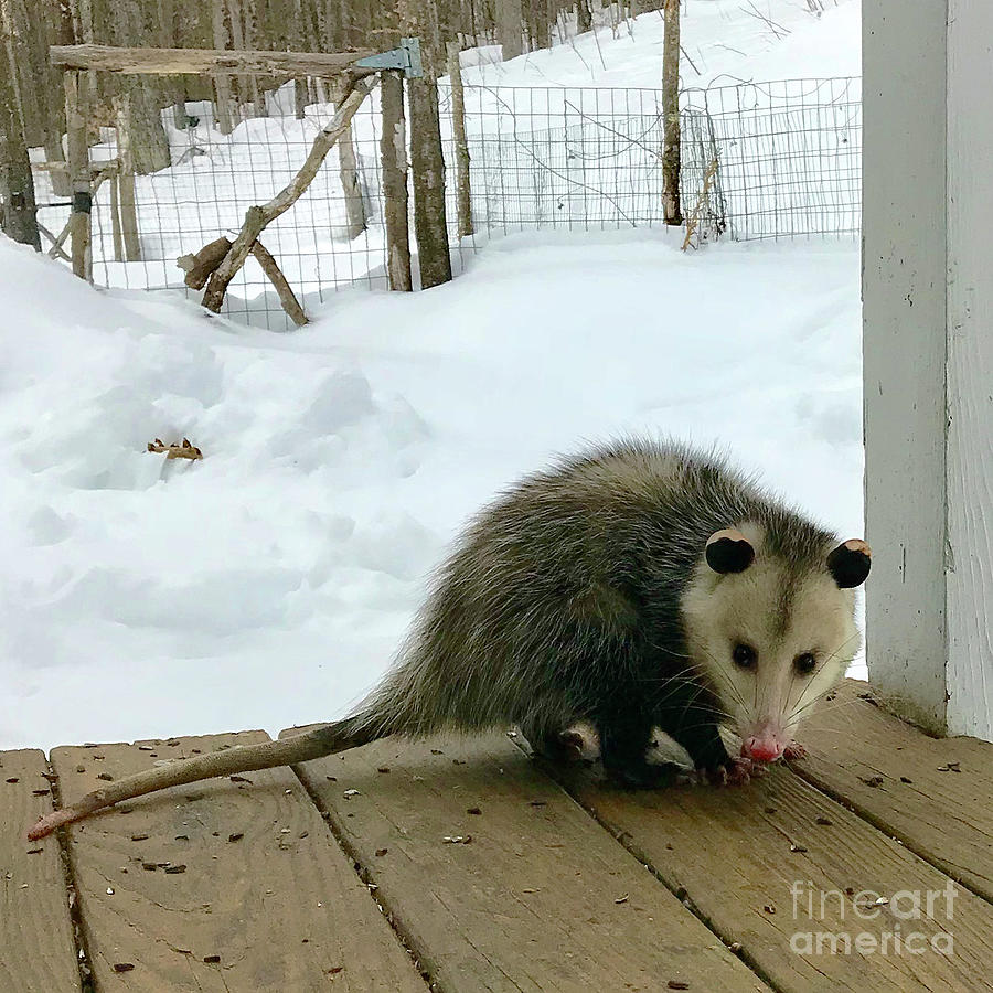 Winter Opossum Photograph by Amy E Fraser