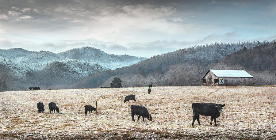 Winter Pasture Photograph by Mike Eingle