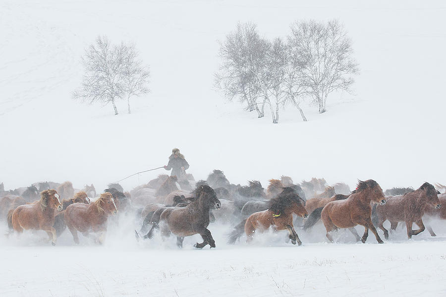 Horse Photograph - Winter Pasture by Tony Xu