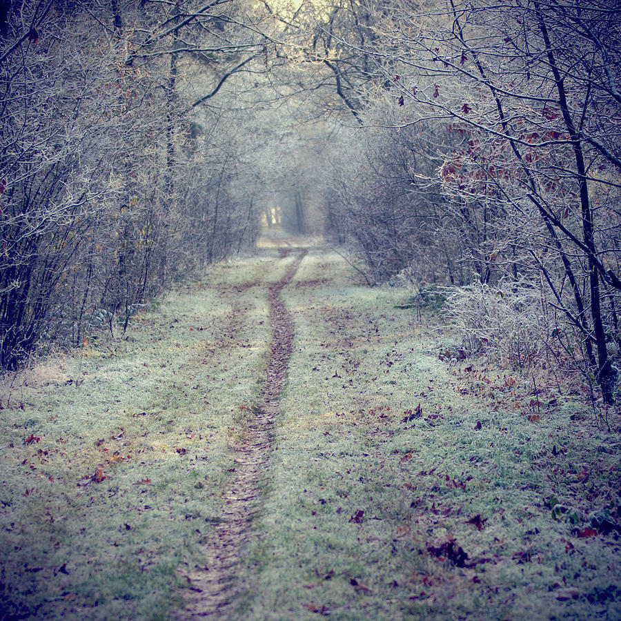 Winter Path Photograph by Cristina Corduneanu
