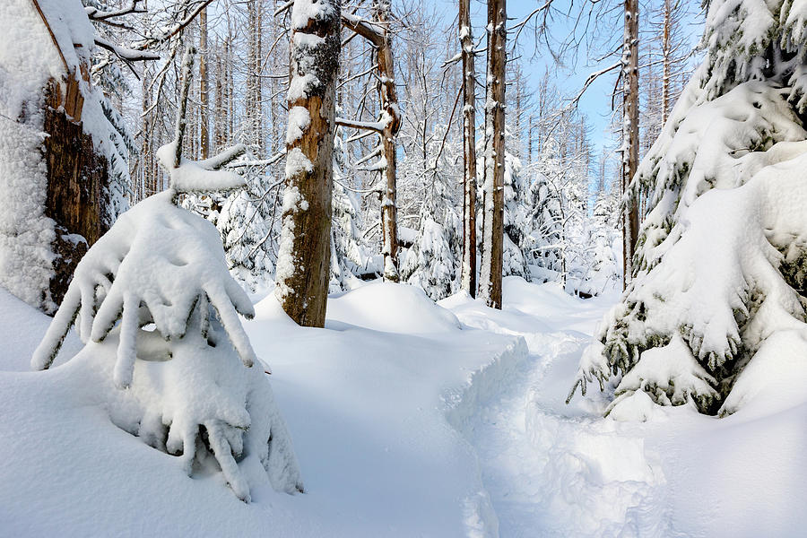 winter path, Harz Photograph